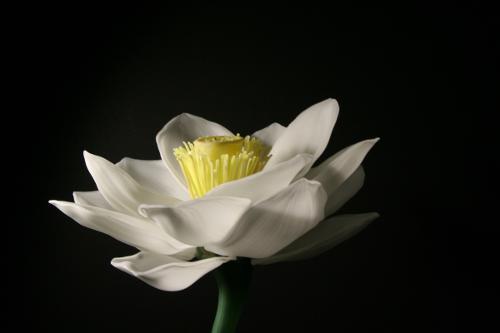Prasch Lotus 1